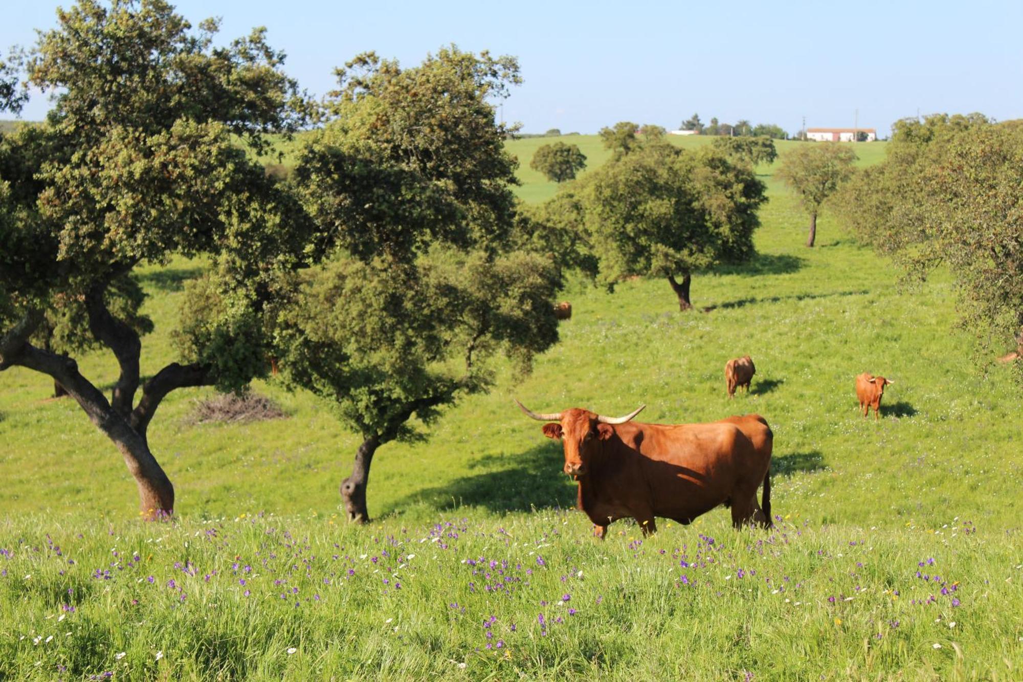 Agroturismo Xistos Cerca Kültér fotó