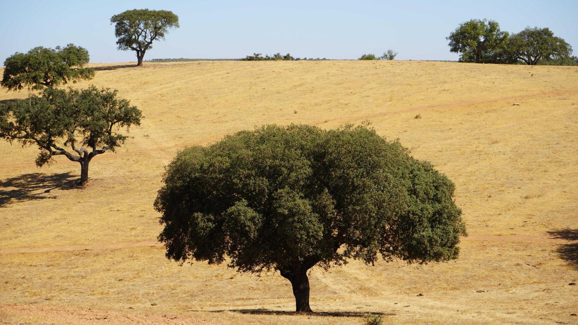 Agroturismo Xistos Cerca Kültér fotó